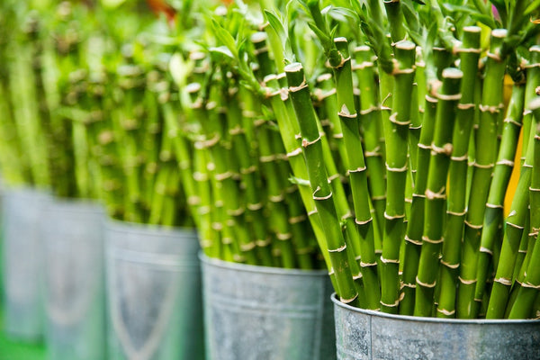 close up of bamboo in pots